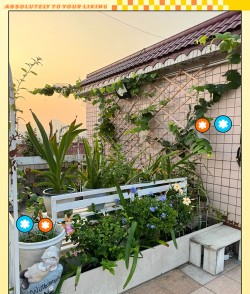 玫瑰花怎么养才不会枯萎，掌握浇水施肥技巧，轻松延长花期