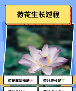 柿树虫病防治，识别常见虫害，掌握有效方法