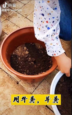 玫瑰花怎么养才不会枯萎，掌握浇水施肥技巧，轻松延长花期