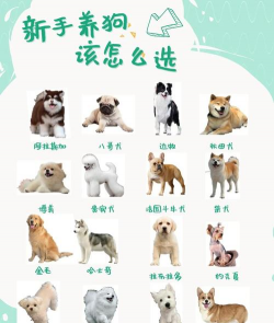 玫瑰花怎么养才不会枯萎，掌握浇水施肥技巧，轻松延长花期