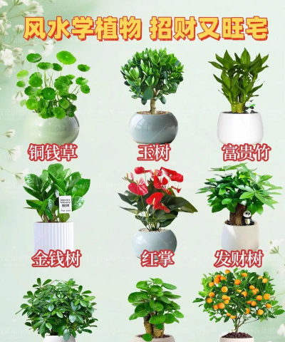 玫瑰花怎么养才不会枯萎，掌握浇水施肥技巧，轻松延长花期