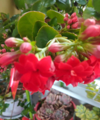 柿树虫病防治，识别常见虫害，掌握有效方法