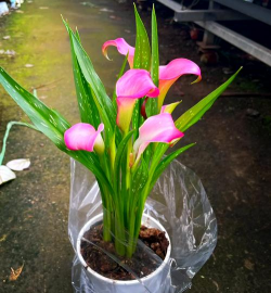 别墅园林绿化设计，打造私密空间，提升居住品质