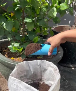 芍药花怎么养，掌握关键要点，花开更鲜艳