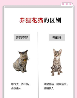 柿树虫病防治，识别常见虫害，掌握有效方法