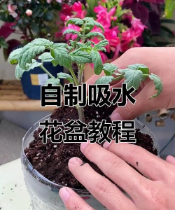 柿树虫病防治，识别常见虫害，掌握有效方法