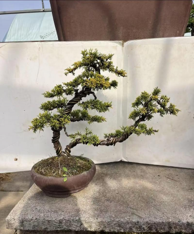 黄金柏盆景如何分辨