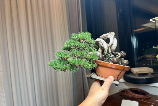 葡萄栽培，掌握关键技术，实现优质丰产