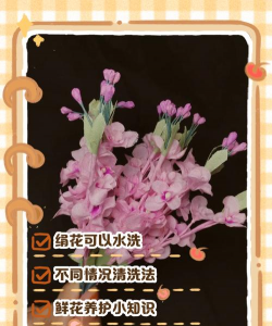 玫瑰花怎么养才不会枯萎，掌握浇水施肥技巧，轻松延长花期