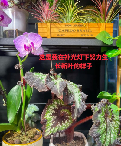 玫瑰花怎么养才不会枯萎，掌握浇水施肥技巧，轻松延长花期