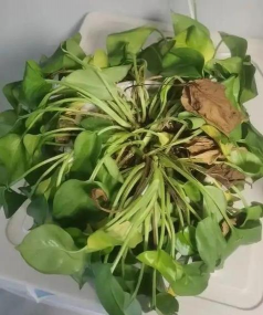 葡萄栽培，掌握关键技术，实现优质丰产