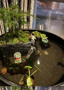 柿树虫病防治，识别常见虫害，掌握有效方法