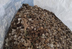 柿树虫病防治，识别常见虫害，掌握有效方法