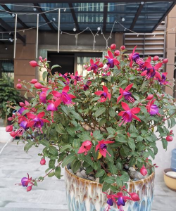 葡萄栽培，掌握关键技术，实现优质丰产