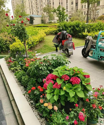 无土栽培技术，突破土壤限制，开启高效种植新篇章