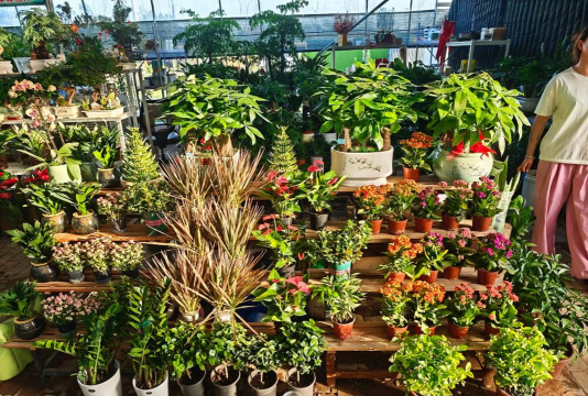 无土栽培技术，突破土壤限制，开启高效种植新篇章