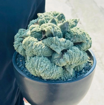 无土栽培技术，突破土壤限制，开启高效种植新篇章