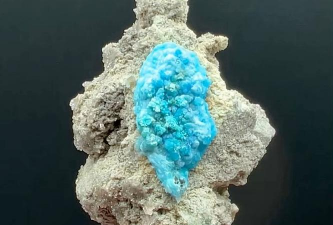 玫瑰花怎么养才不会枯萎，掌握浇水施肥技巧，轻松延长花期