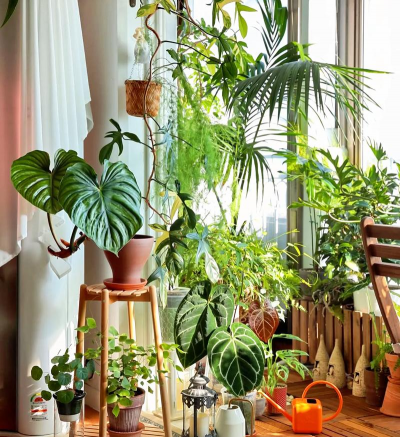 玫瑰花怎么养才不会枯萎，掌握浇水施肥技巧，轻松延长花期