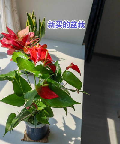 玫瑰花怎么养才不会枯萎，掌握浇水施肥技巧，轻松延长花期