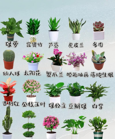 葡萄栽培，掌握关键技术，实现优质丰产