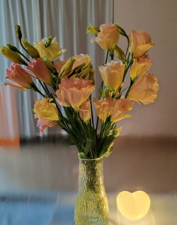 玫瑰花怎么养才不会枯萎，掌握浇水施肥技巧，轻松延长花期