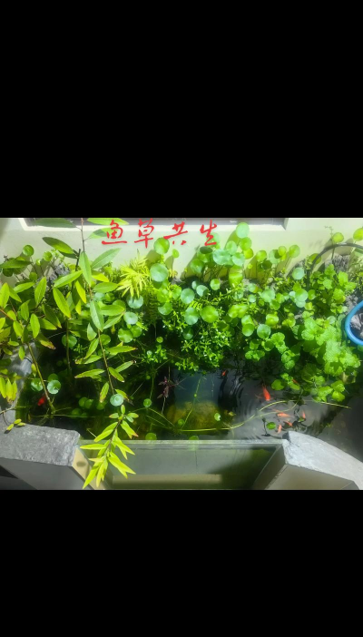 柿树虫病防治，识别常见虫害，掌握有效方法