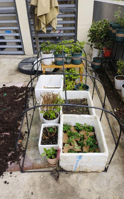 家庭养花用生根粉