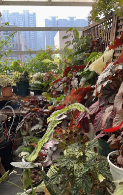 家庭养花用生根粉