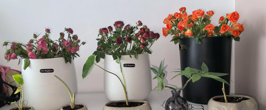 家庭养花用生根粉