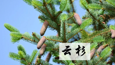 云杉的叶子像什么