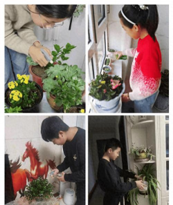 家庭养花用生根粉