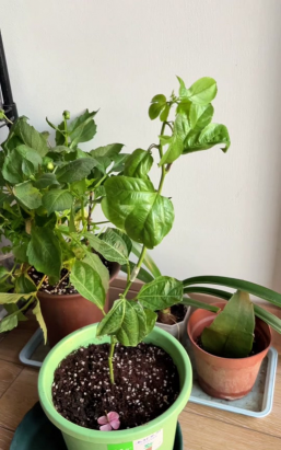 家庭养花用生根粉