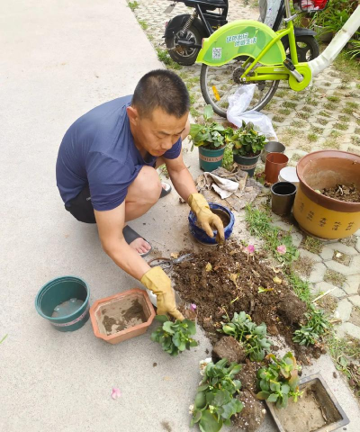 家庭养花用生根粉