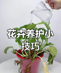 家庭养花用生根粉
