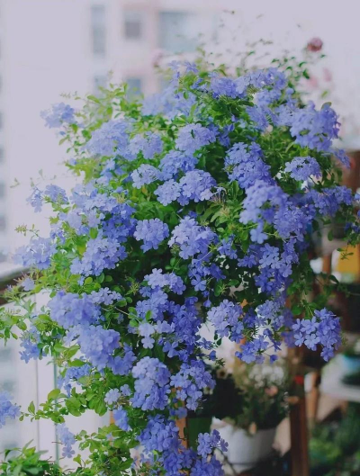 柿树虫病防治，识别常见虫害，掌握有效方法