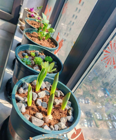 家庭养花用生根粉