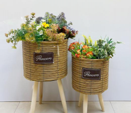 柿树虫病防治，识别常见虫害，掌握有效方法