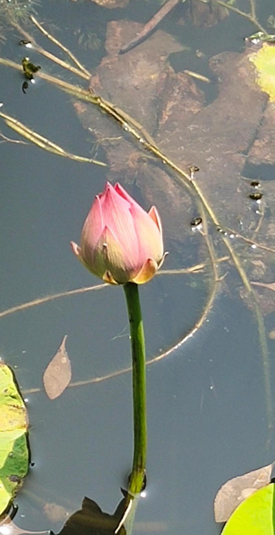 荷花径是什么颜色