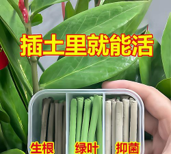 玫瑰花怎么养才不会枯萎，掌握浇水施肥技巧，轻松延长花期