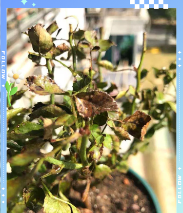 柿树虫病防治，识别常见虫害，掌握有效方法