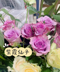 无土栽培技术，突破土壤限制，开启高效种植新篇章