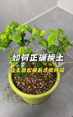 无土栽培技术，突破土壤限制，开启高效种植新篇章