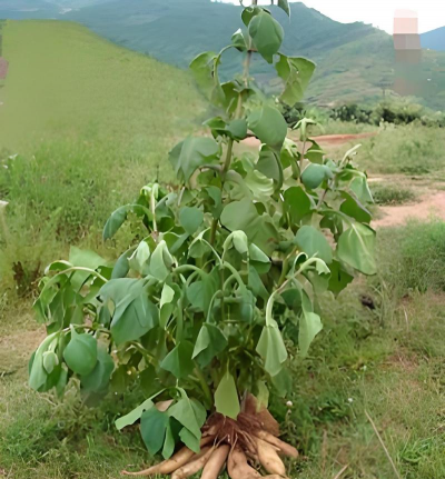 雪莲什么时候收割