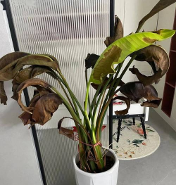 无土栽培技术，突破土壤限制，开启高效种植新篇章