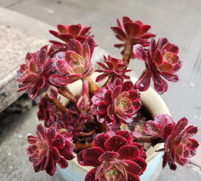 玫瑰花怎么养才不会枯萎，掌握浇水施肥技巧，轻松延长花期