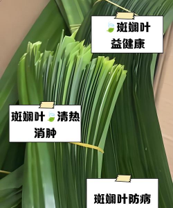 无土栽培技术，突破土壤限制，开启高效种植新篇章