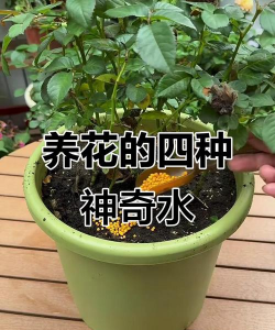 家庭养花用生根粉