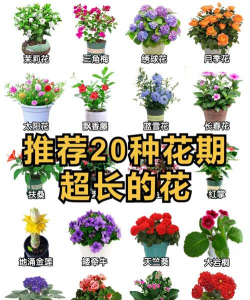 山楂树害虫天牛防治，识别关键特征，掌握有效方法