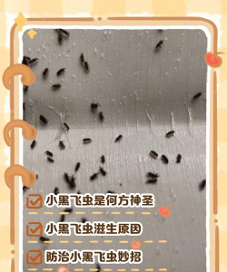 绯花玉怎么养，掌握关键技巧，轻松养出好状态